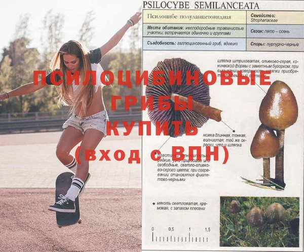 не бодяженный Бородино
