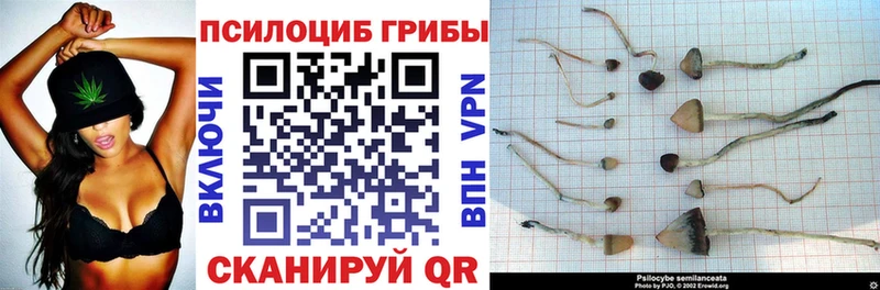 магазин    Комсомольск-на-Амуре  Псилоцибиновые грибы Psilocybe 